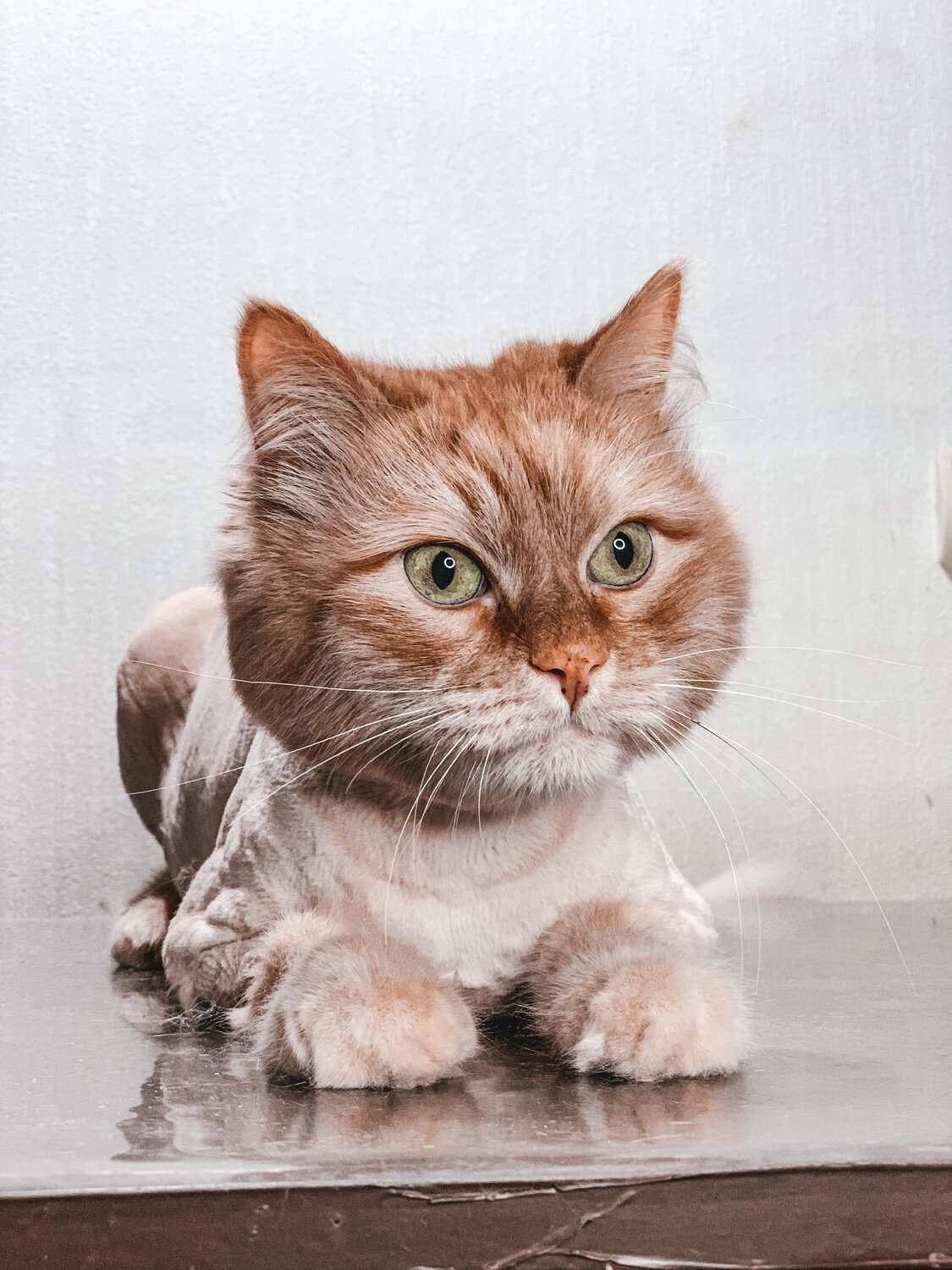 кошка, кот, котики, коты, портрет кошки