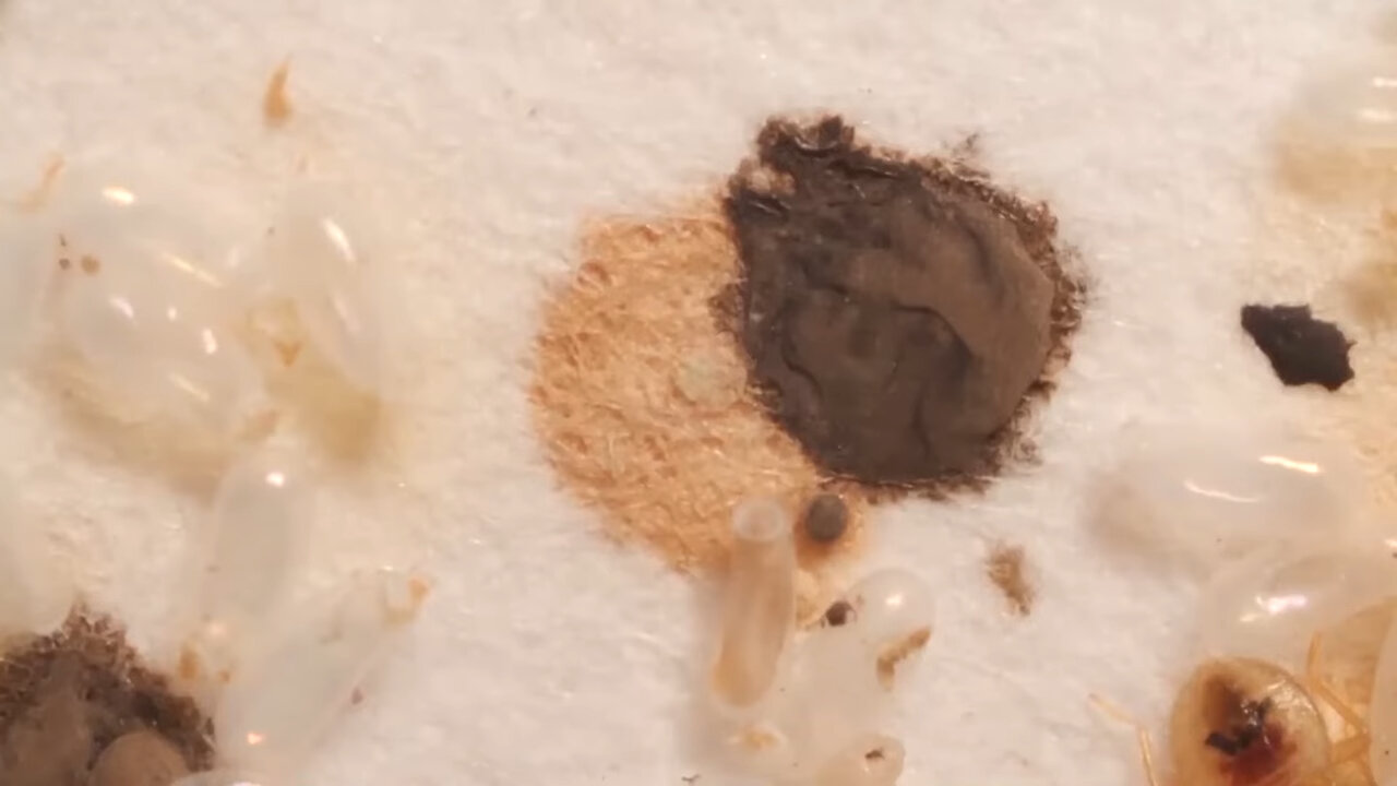 camponotus piceus матка, сырный клещ, насекомое, человек, клещ варроа
