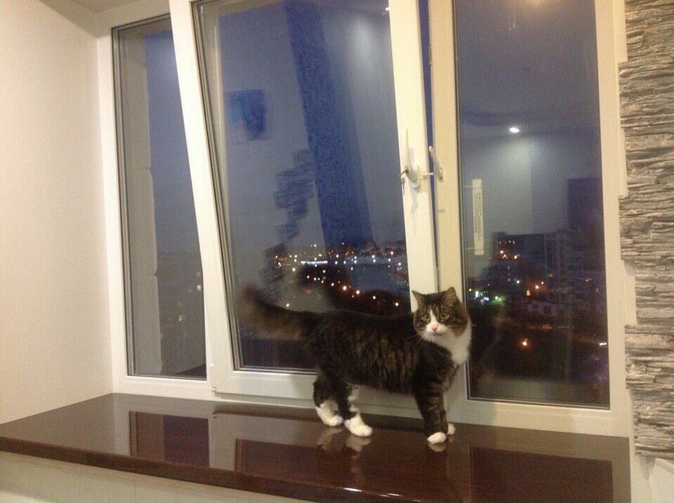 котик, котэ, кошка, кошечка, кота
