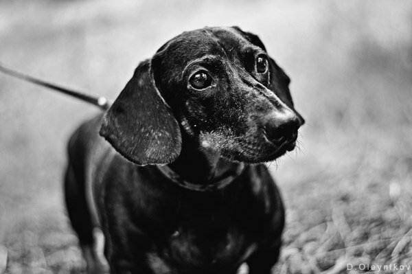 Фотосъёмка животных
