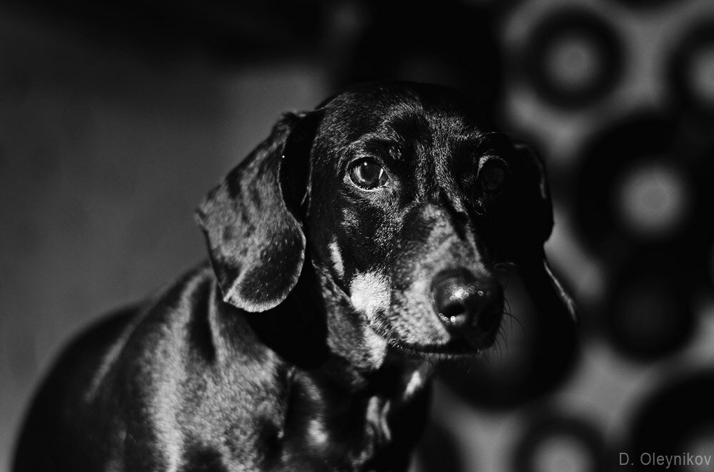 Фотосъёмка животных