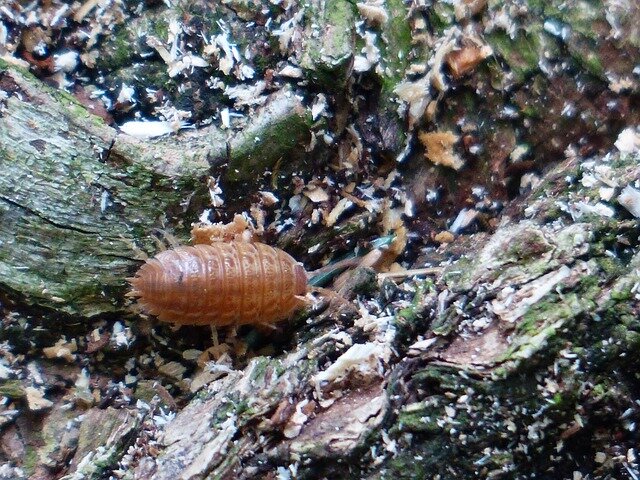 porcellio laevis orange, porcellio laevis, porcellio scaber, porcellio, porcellio lаеvis