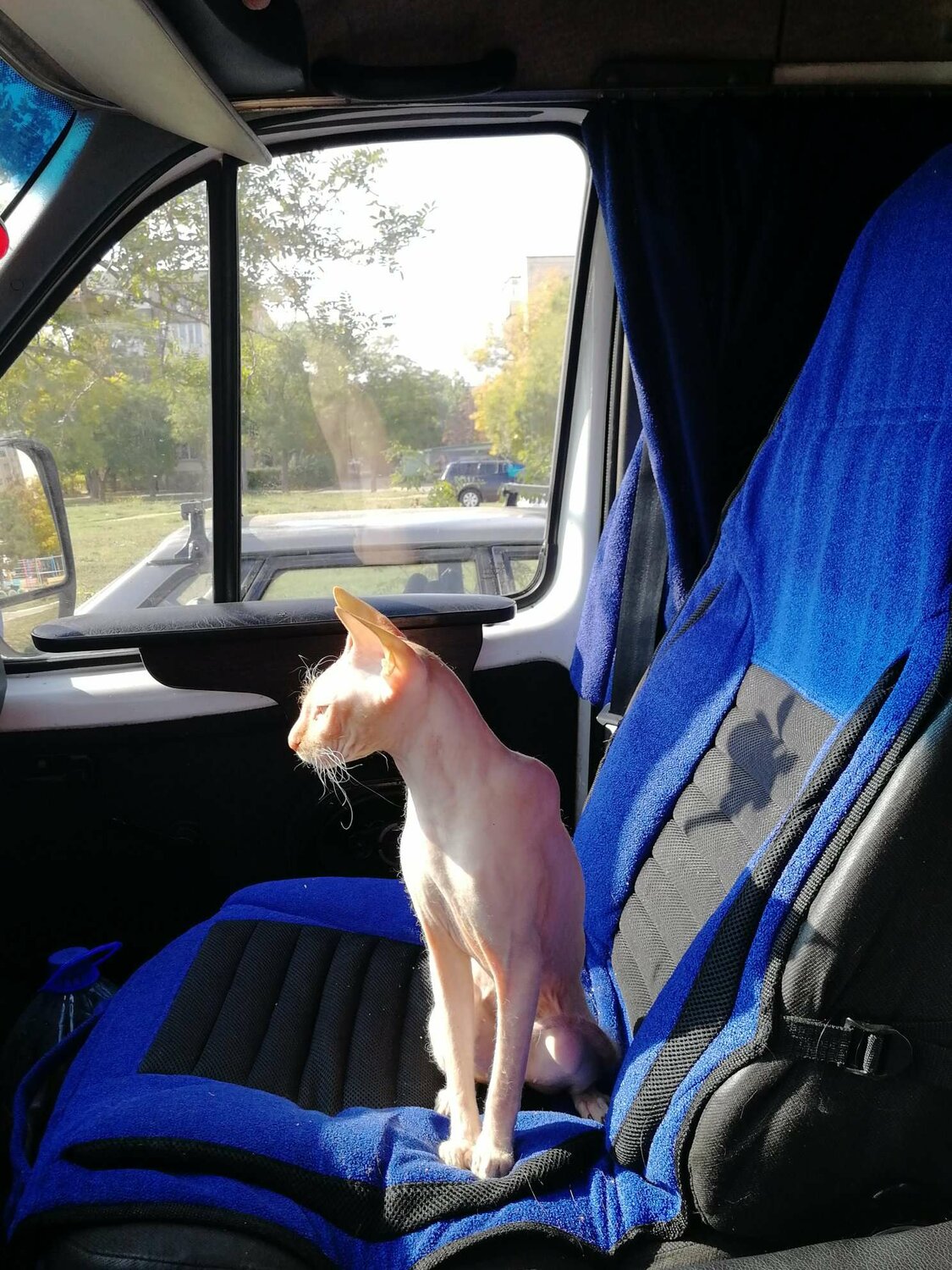 кошка в машине, забавные животные, кошка, автомобиль, домашние питомцы