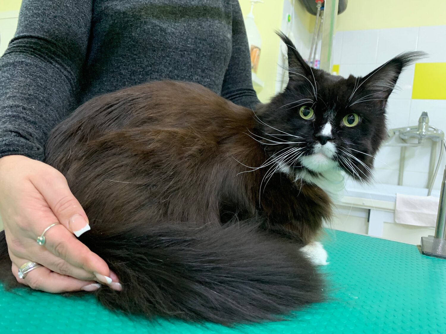 мейн-кун, кот, котик, кошечка, кошка