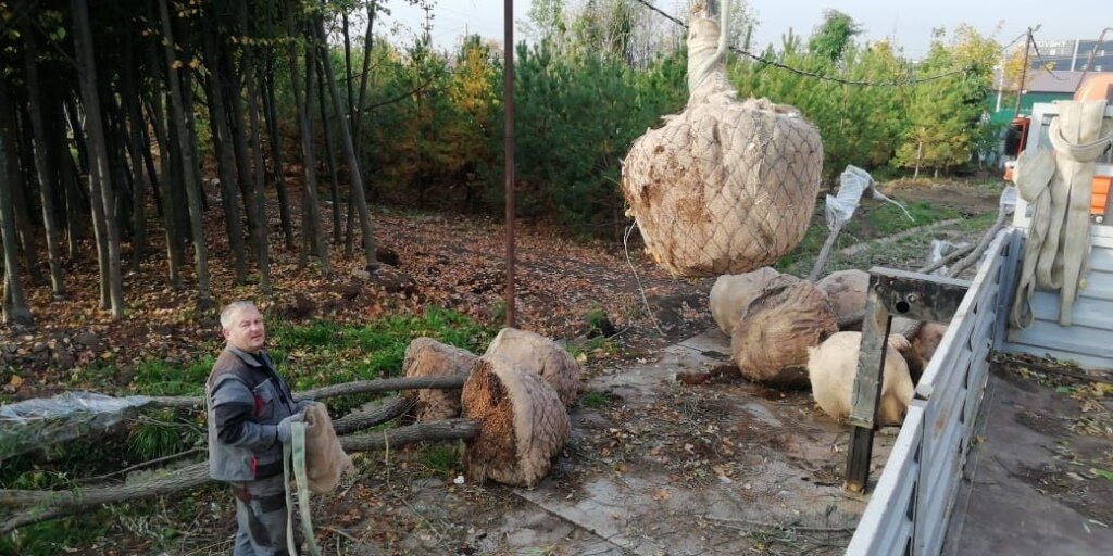 спиленные деревья, природа, дерево, гора срубленных деревьев, молодое дерево