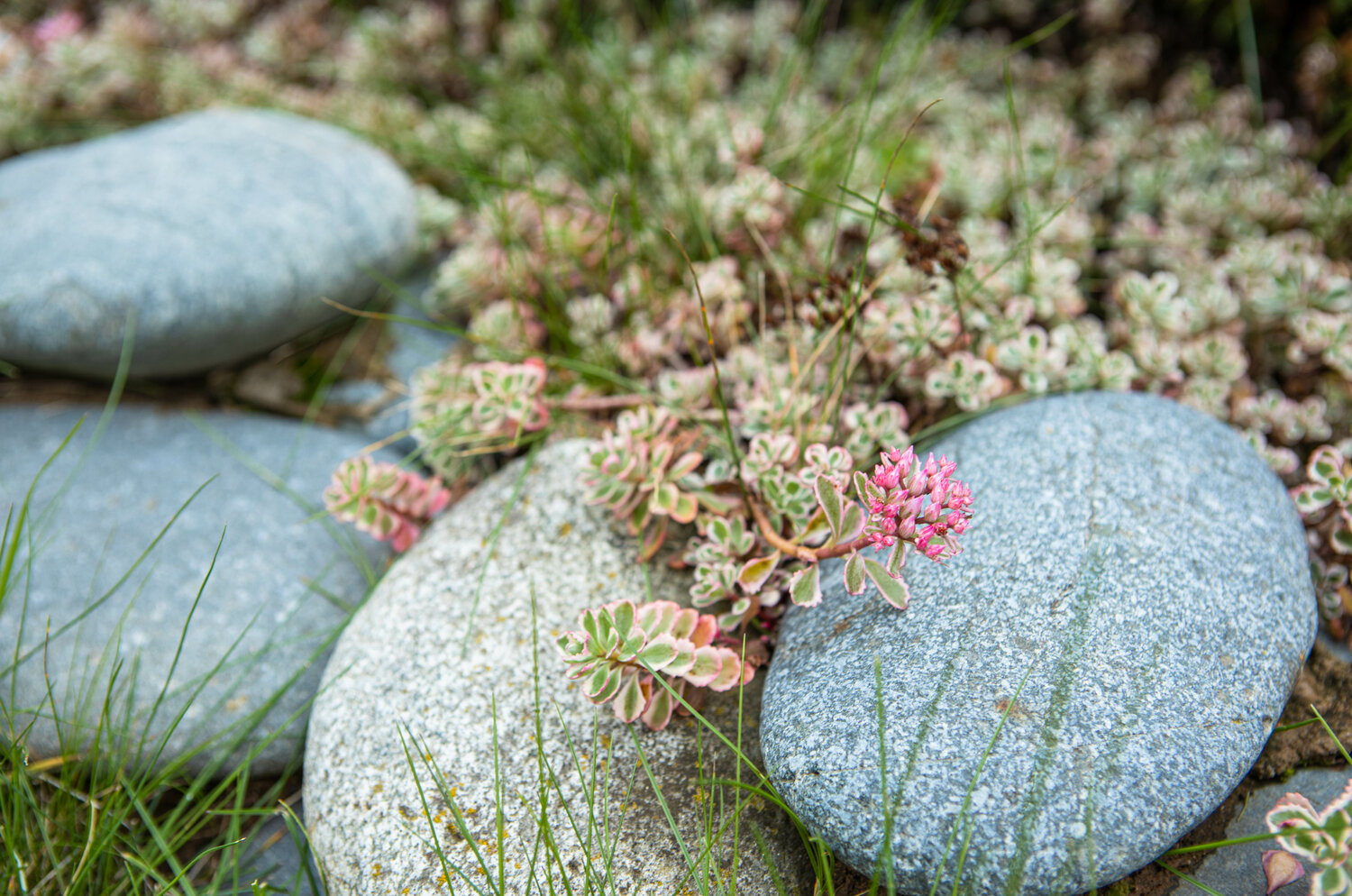 очиток курильский (sedum kurilense), камнеломка голостебельная, очиток spurium variegatum, цветок камнеломка, очиток