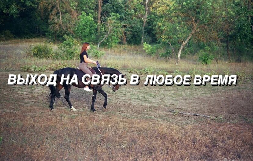 скриншот, конь на скаку, лошадь, лошадь галоп, конюшня