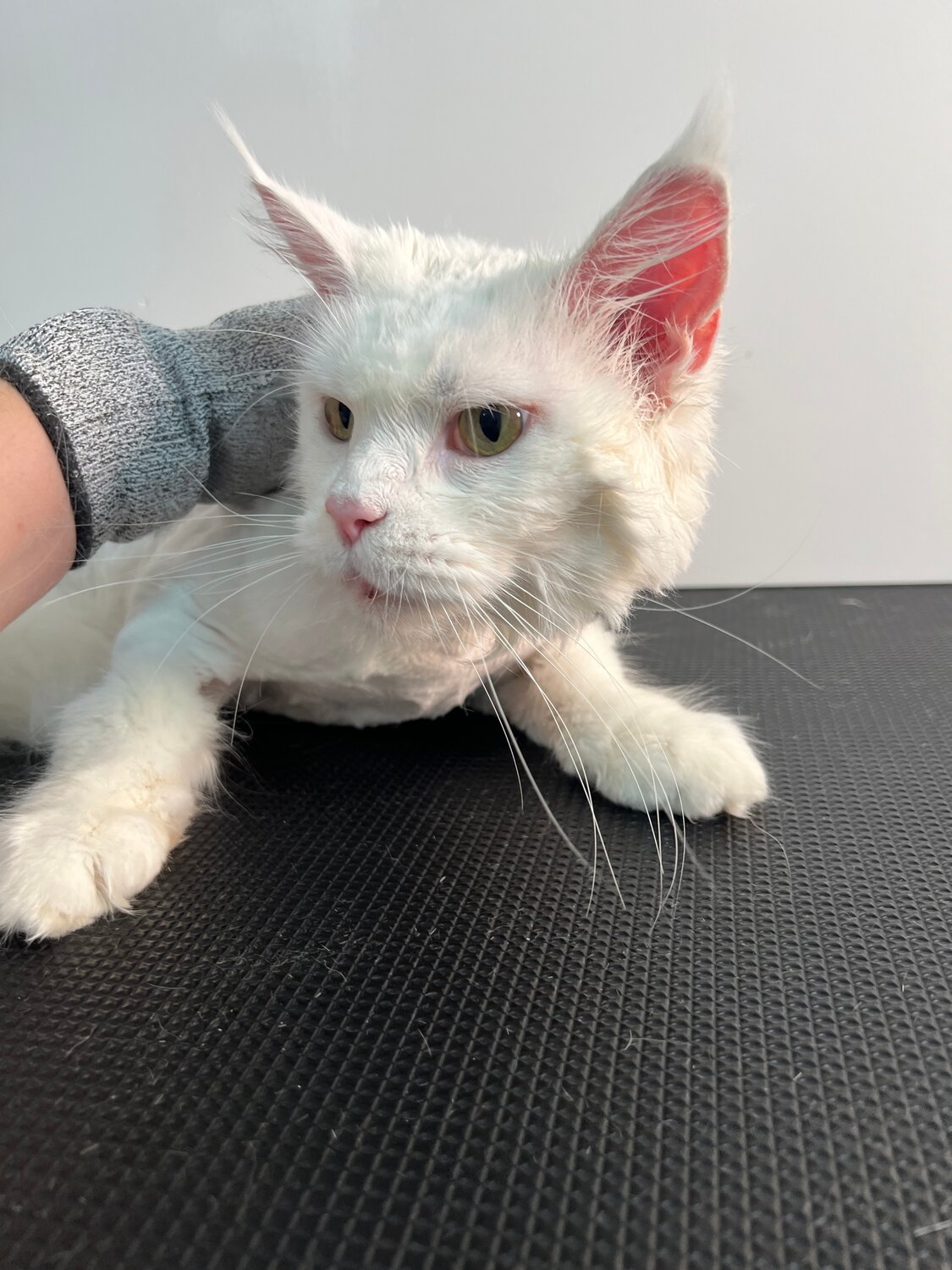 кошка мейн кун, кошечка, кот, кошка, белые коты