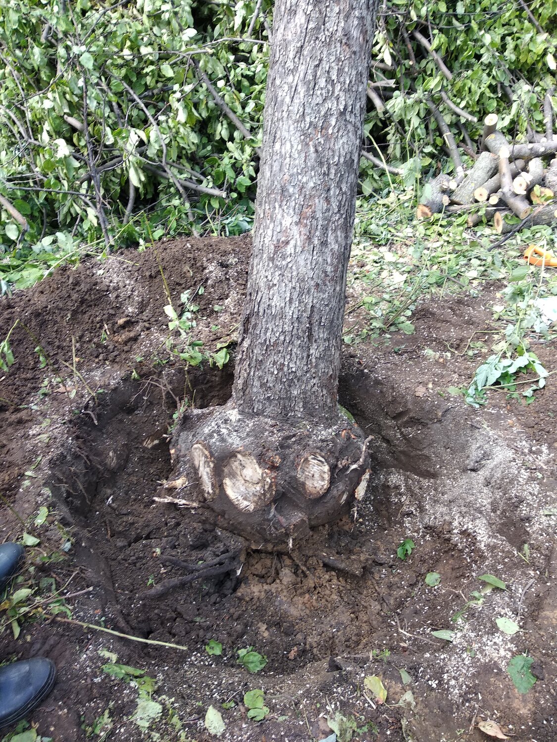 корчевание пней, корчевка деревьев, корчевание березовых пней, корчевание корней деревьев, выкорчевывание пней
