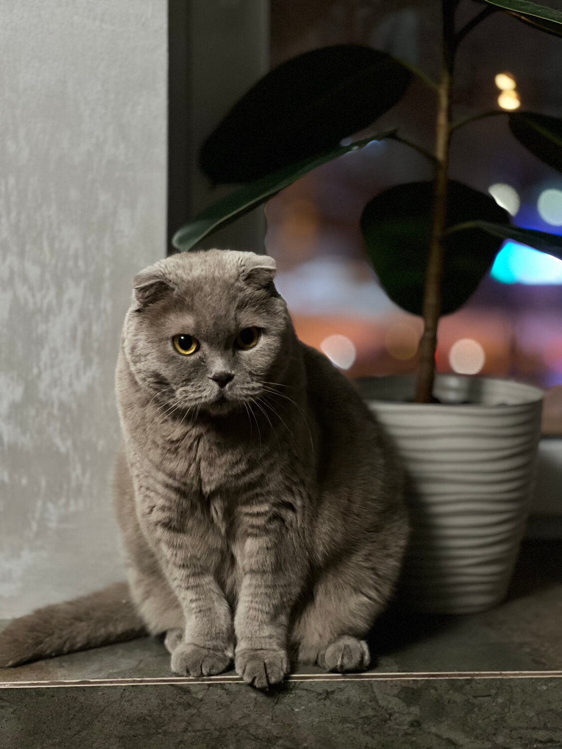 скоттиш фолд шотландская вислоухая, шотландская вислоухая кошка, шотландский вислоухий кот серый, вислоухая британская кошка, шотландская вислоухая кот