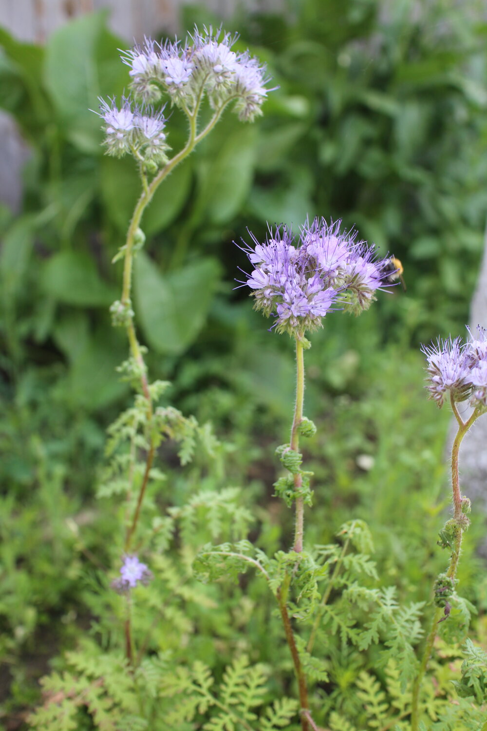 фацелия пижмолистная, растение фацелия, phacelia tanacetifolia, фацелия пижмолистная радуга, цветок фацелия
