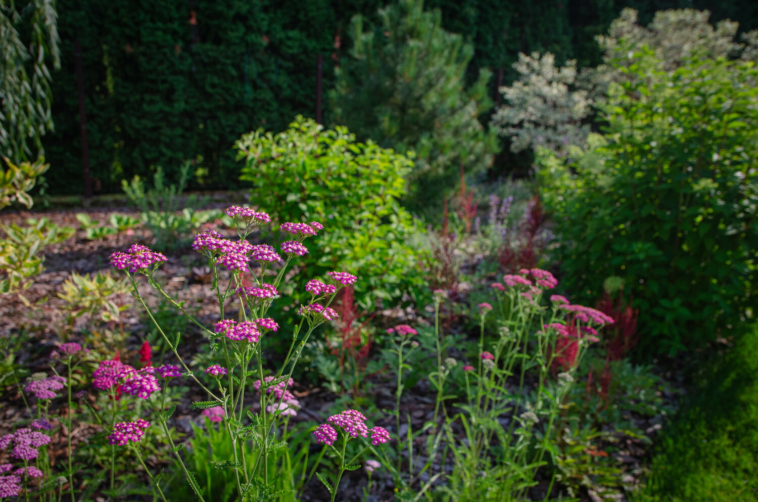 achillea millefolium, �������������������������� ���������������� ����������������, �������������������������� ������������������������, �������������������������� ���������������������� ��������������, �������������������������� ��������������