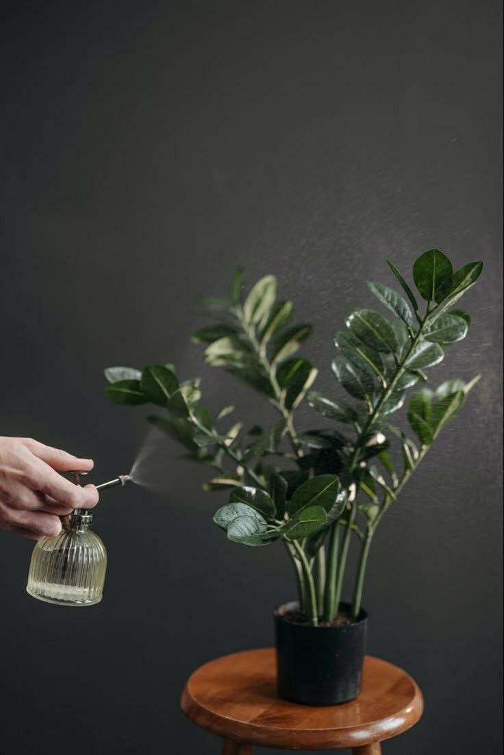 ficus moclame, ���������������� ������������������, ������������������ ���������������� ����������������, ����������������, ���������������� �� ����������������