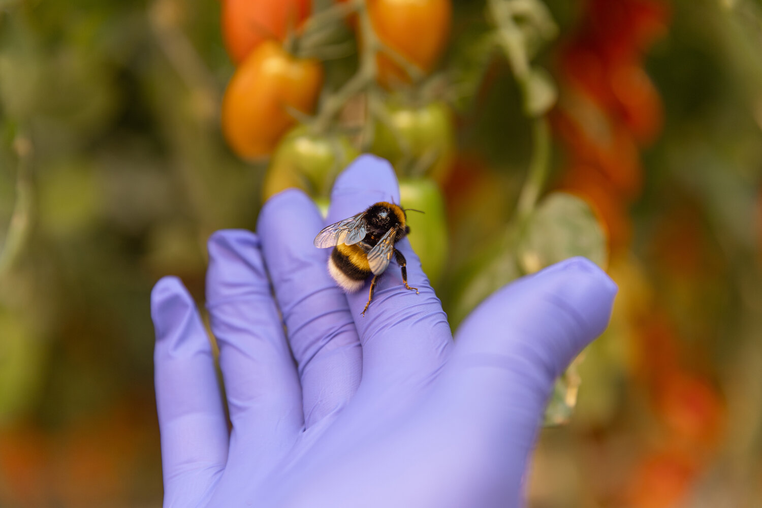 ����������, ���������� �������������� bombus muscorum, ���������� ����������������, ���������� ����������, ���������� ���������������� bombus terrestris