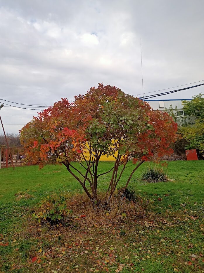 �������� �������������� amelanchier lamarckii, �������� ������������������ ��������������, ������������ ����������, �������� ��������������, �������� ��������������