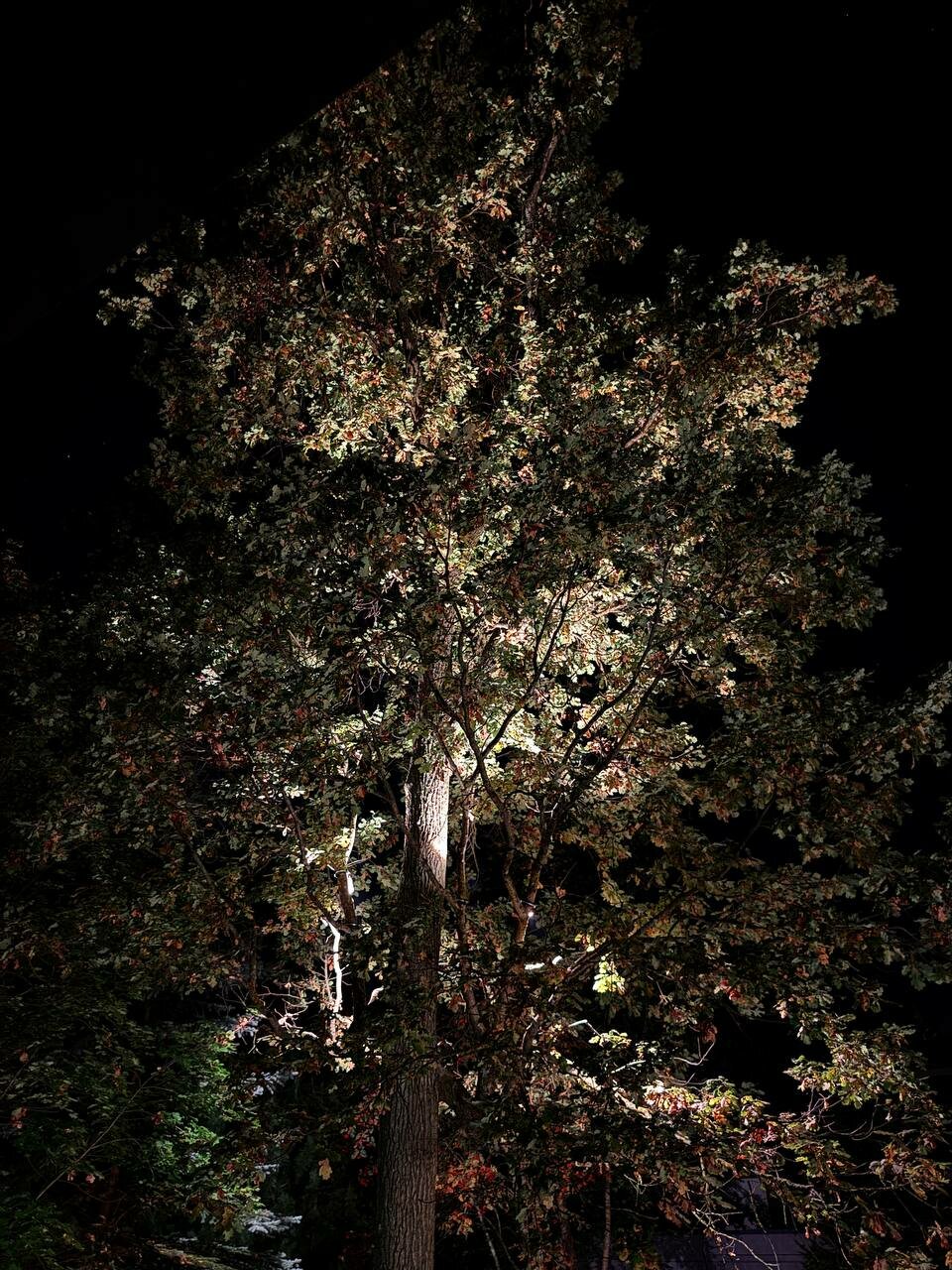 tree at night, tree in autumn, ������������������ ����������������, ������������������ ��������, ������������������ ������������