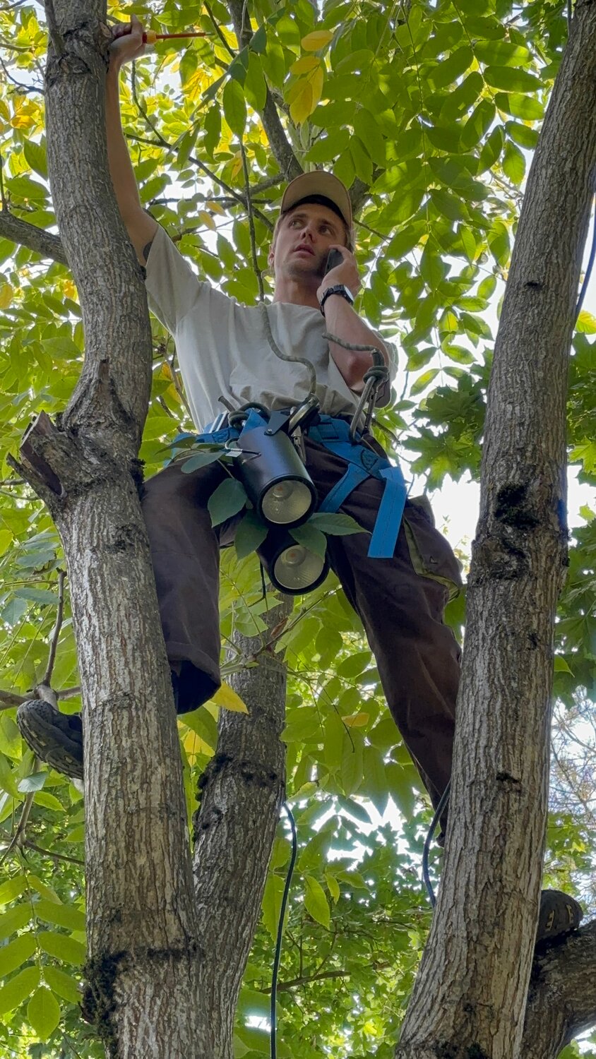 tree removal, tree pruning, tree climber, �������������������� ����������������, �������������������� �������������� ����������������