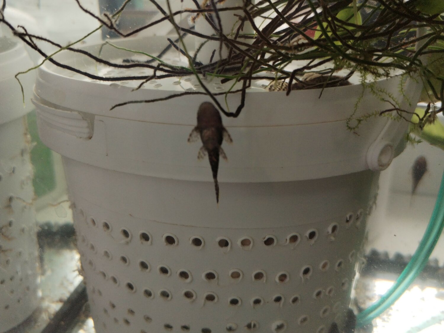 pacifastacus leniusculus, ���������������� ������������������������ gryllotalpa gryllotalpa, ���������������������� ��������, �������������� ����������������, ������ �� ������������������