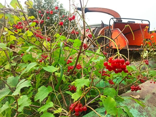 ������������ ������������������������ viburnum opulus, ������������ ������������ ����������, ������������ ��������, ������������ ��������������, ���������� ������������