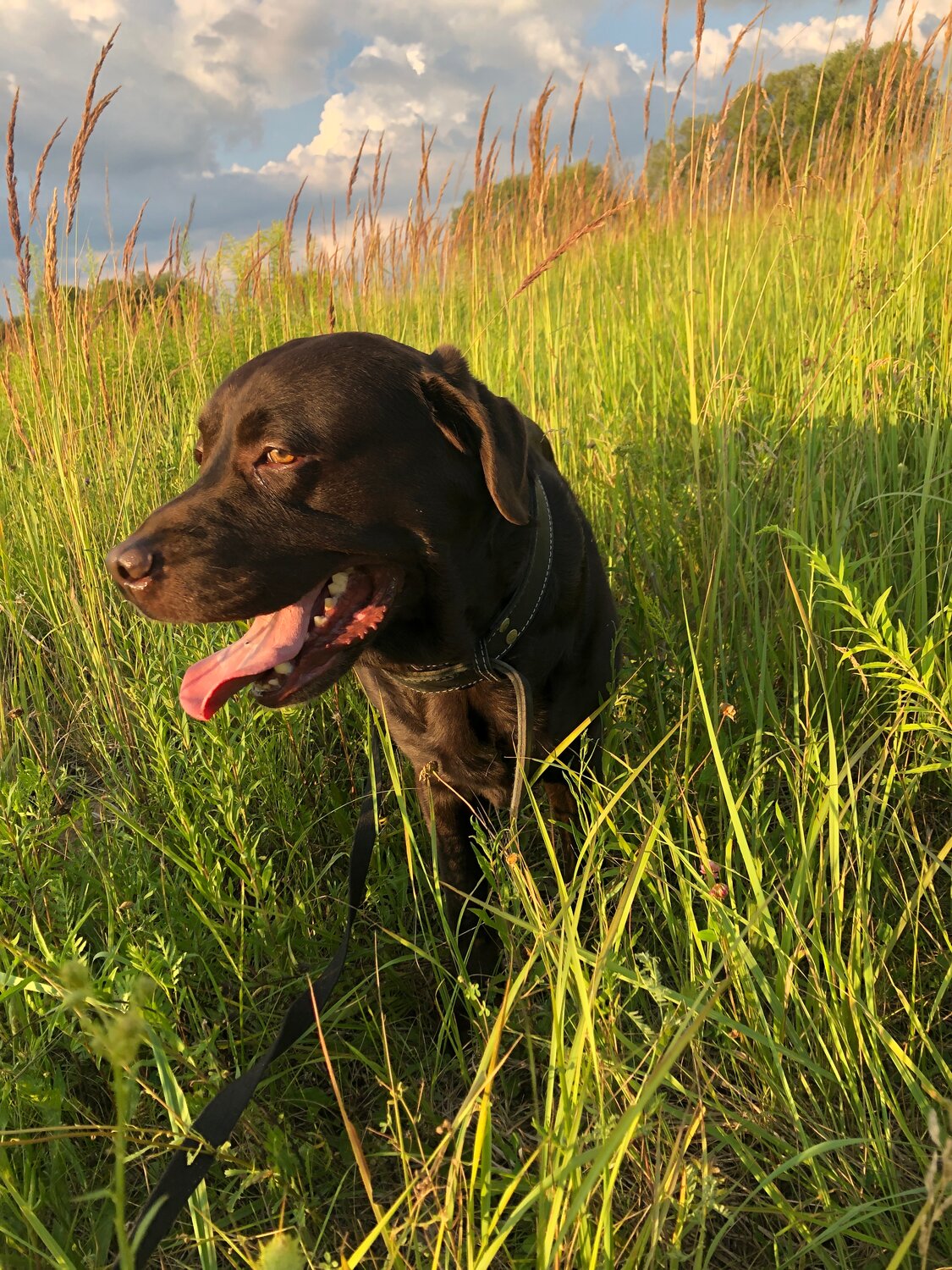 ���������������� ����������������, labrador retriever, ���������������� ������������, ����������������, ������������ ����������������