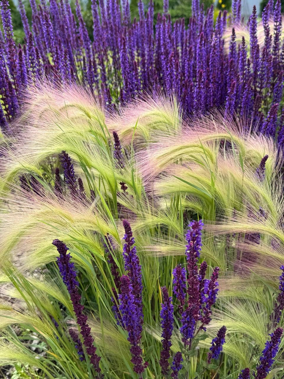 ������������ ������������������, ������������ ������������������ hordeum jubatum, stipa tenuissima, ������������ stipa tenuissima, ������������ �� ��������