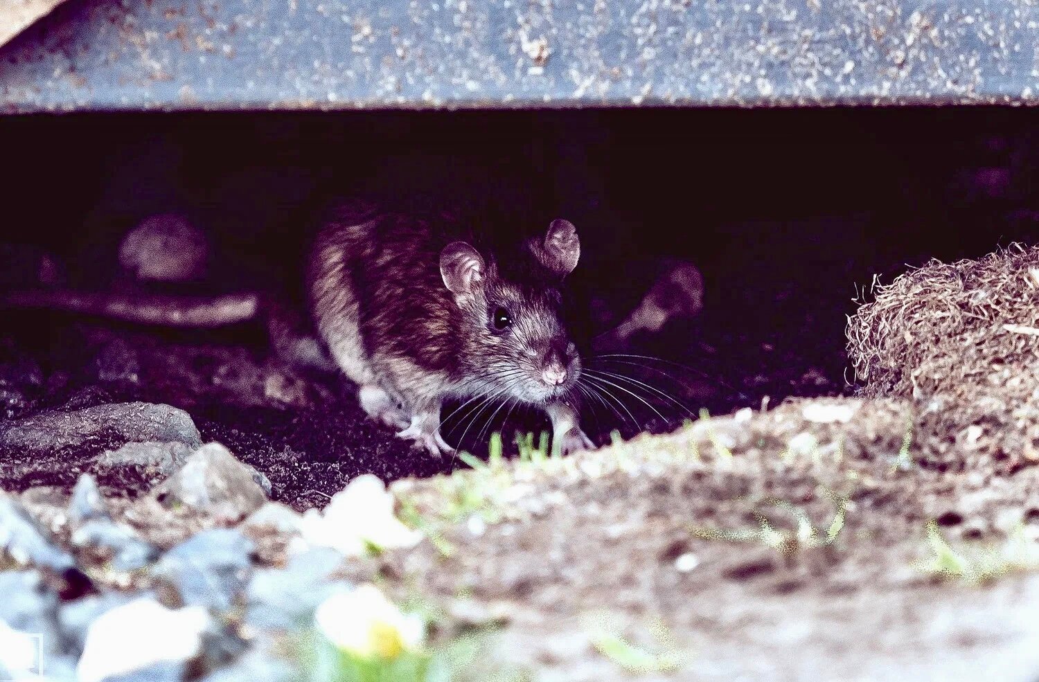 ���������� ���������� rattus norvegicus, ���������� ���������� ����������, ���������� ����������, ����������, ���������� �� ��������