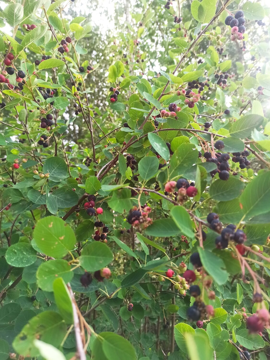 �������� �������������������� amelanchier spicata, �������� ������������������, �������� ������������������������, �������� ��������, ���������� ��������