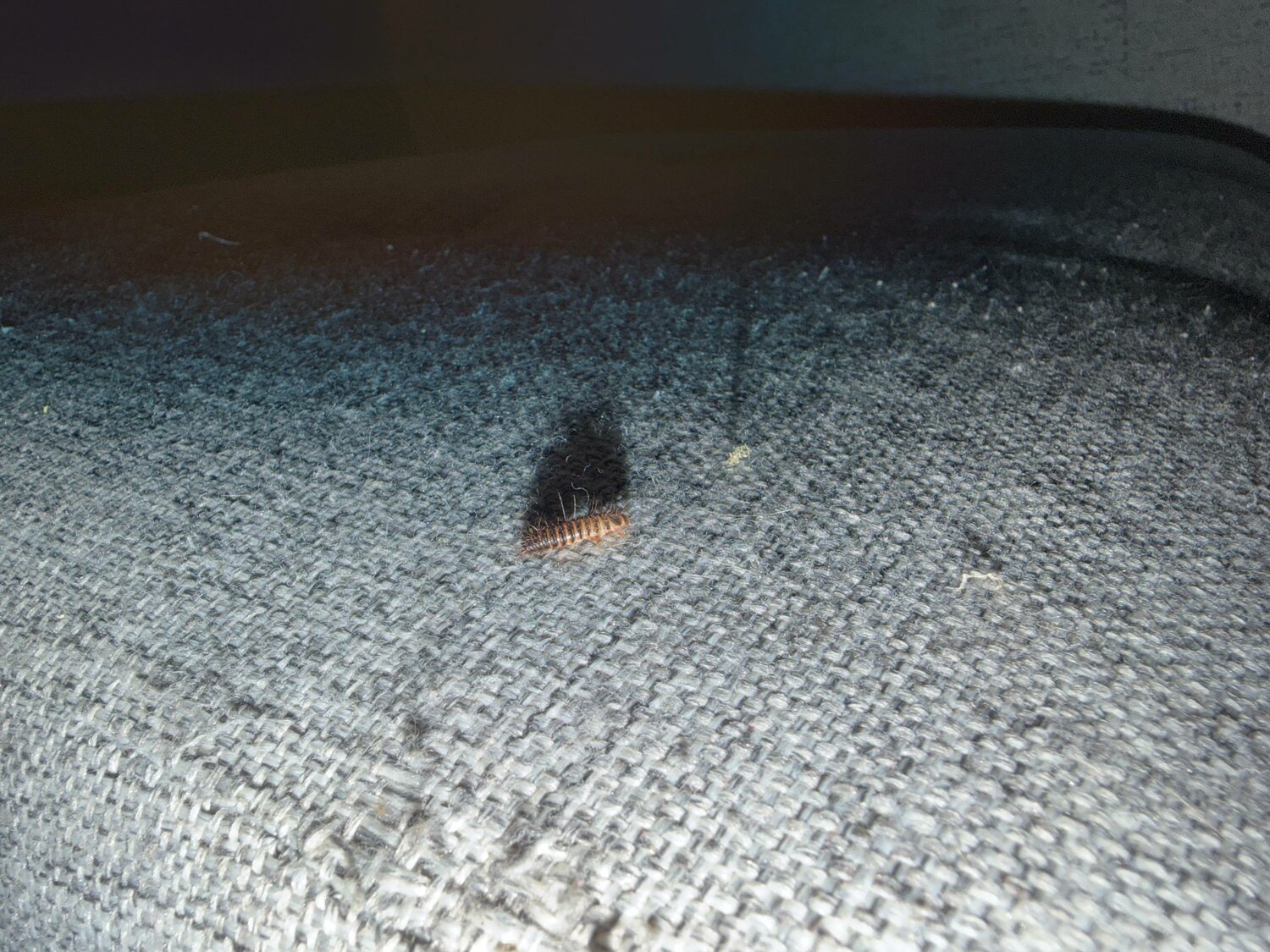 �������������� �������� ��������������, �������������� ��������������, carpet beetle larvae, ���������������� ������ ������������ ��������������, ���������������� ������ ������������