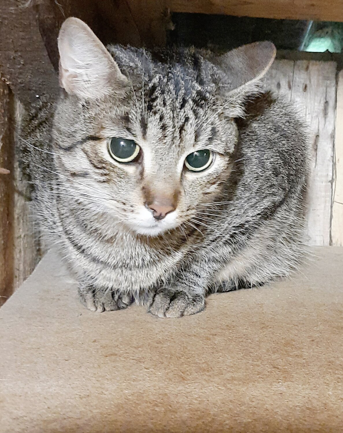 кошка, котик, это кошка, беспородная кошка, европейская кошка