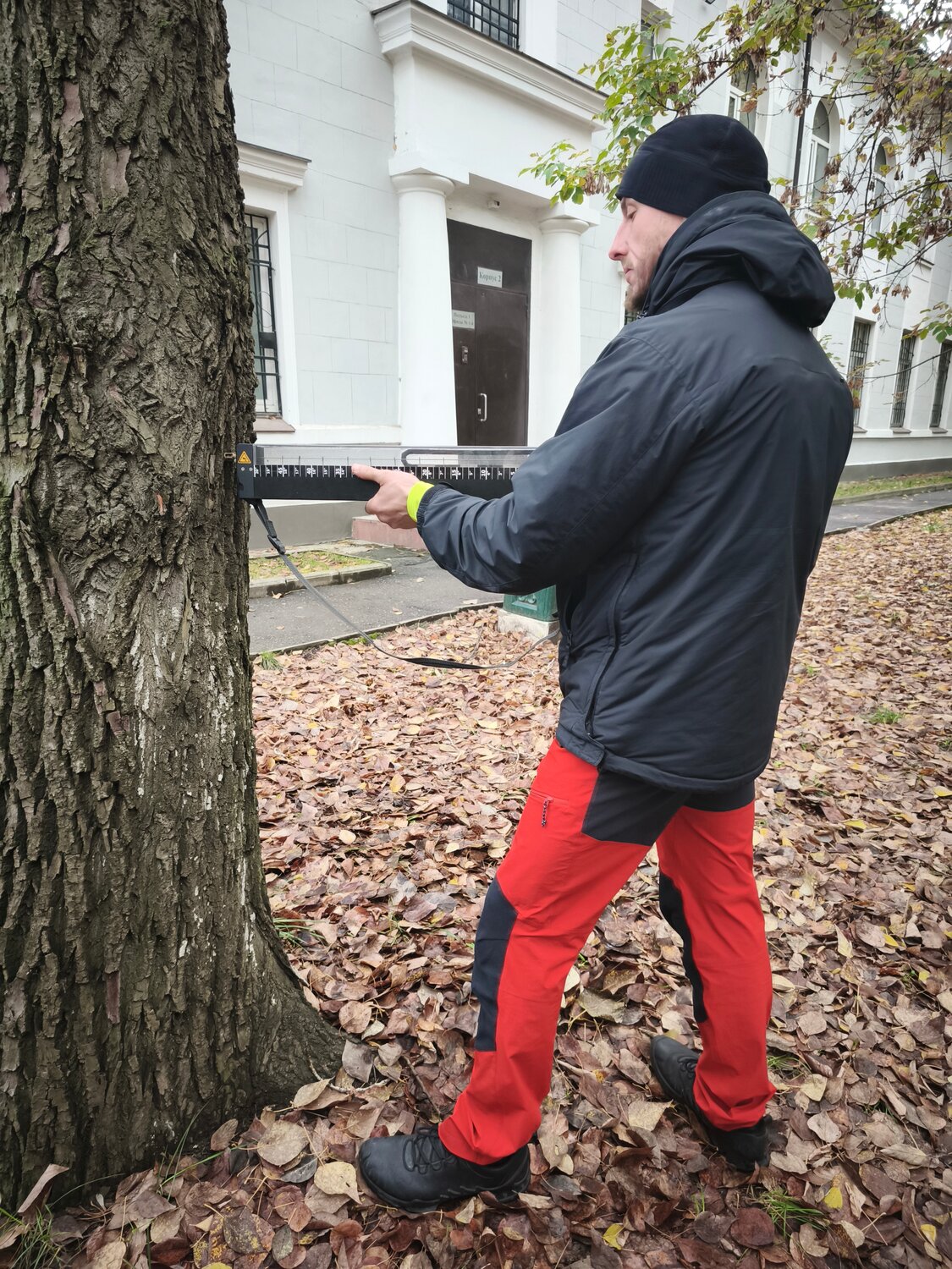 ольха ствол дерева, дерево ствол, тополь ствол дерева, дерево кора, ольха черная ствол