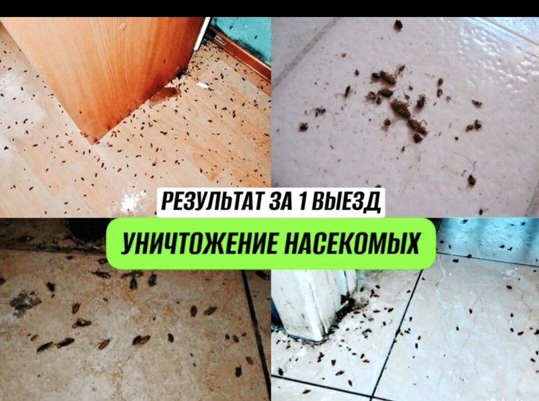 уничтожение тараканов, обработка от тараканов, тараканы и клопы, дезинфекция и дезинсекция, дезинфекция от тараканов