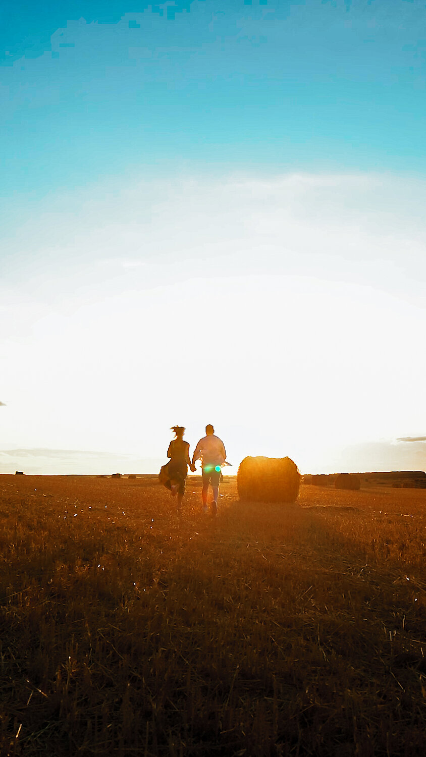 ������������ ��������������, field at sunset, ���������� ���������� ������������, ����������, ������������