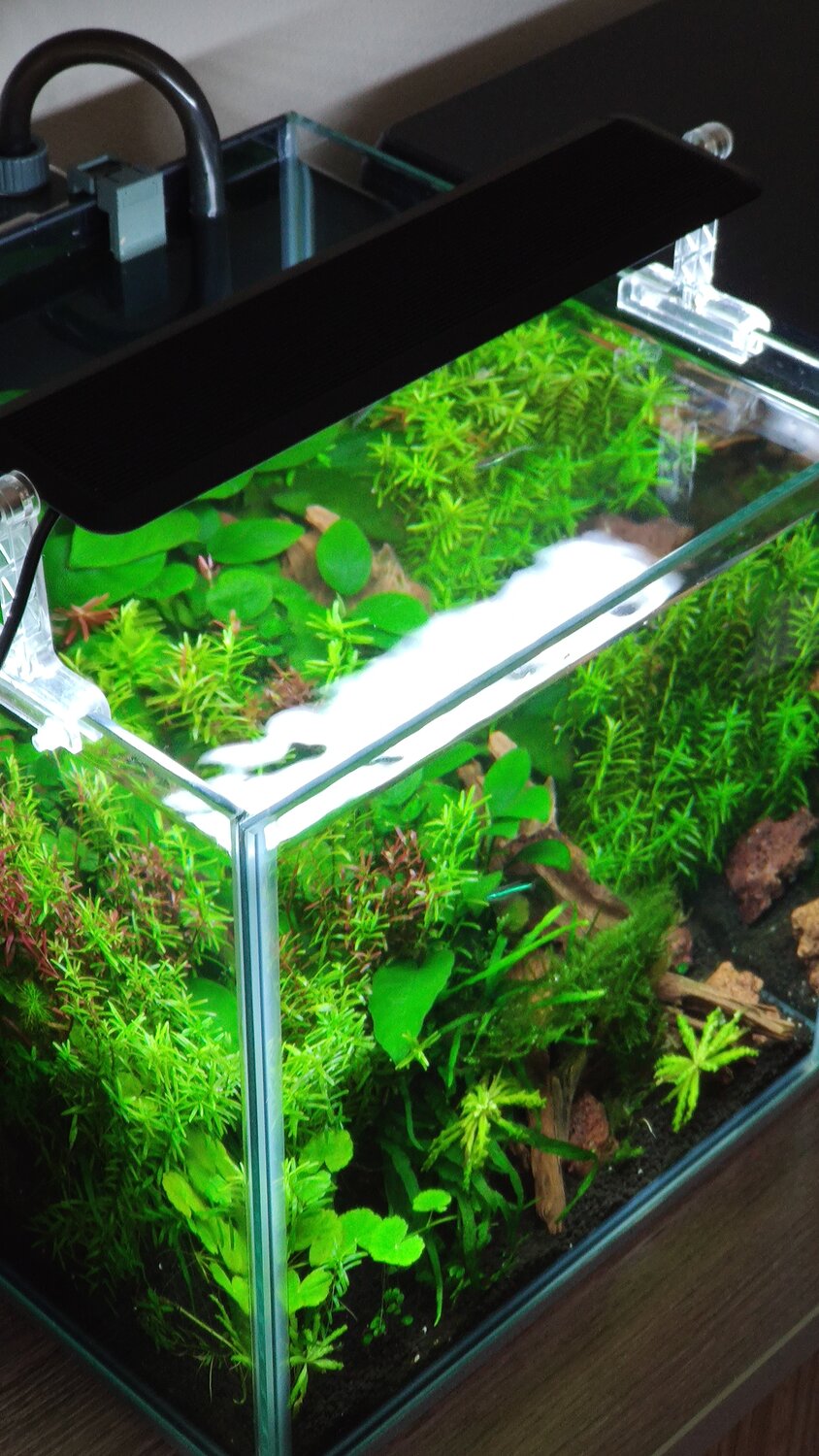 �������������� ����������������, aquarium fish tank, ����������������, ������������������������ ����������������, ���������������� ����������������