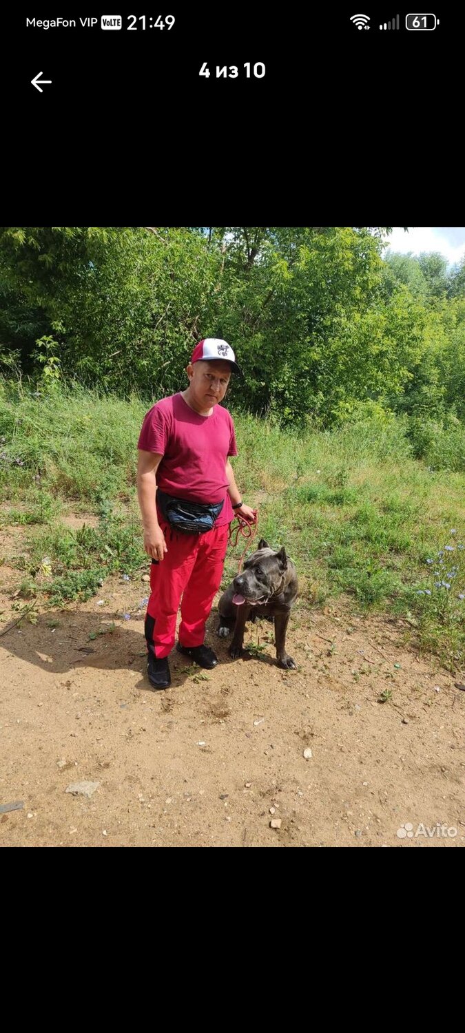 ������������ �������� ����������, �������� ����������, cane corso dog, cane corso, cane corso presa canario dogo argentino