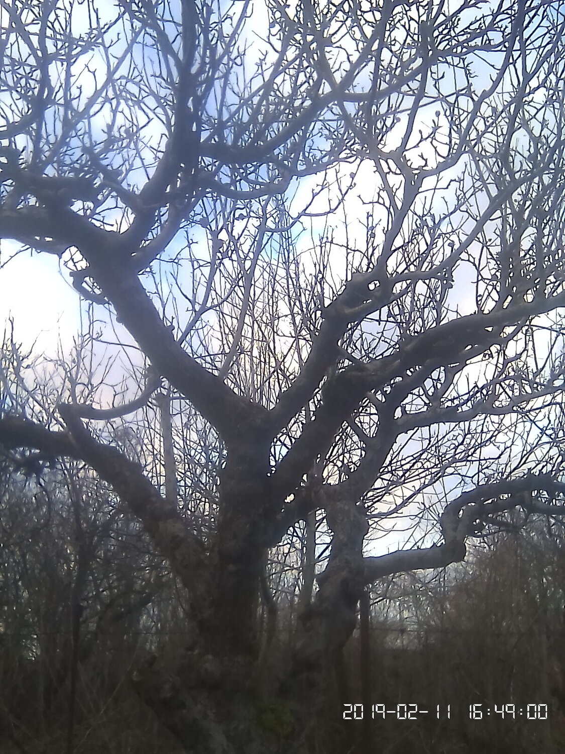 природа, плодовое дерево, дерева, tree, плодовое