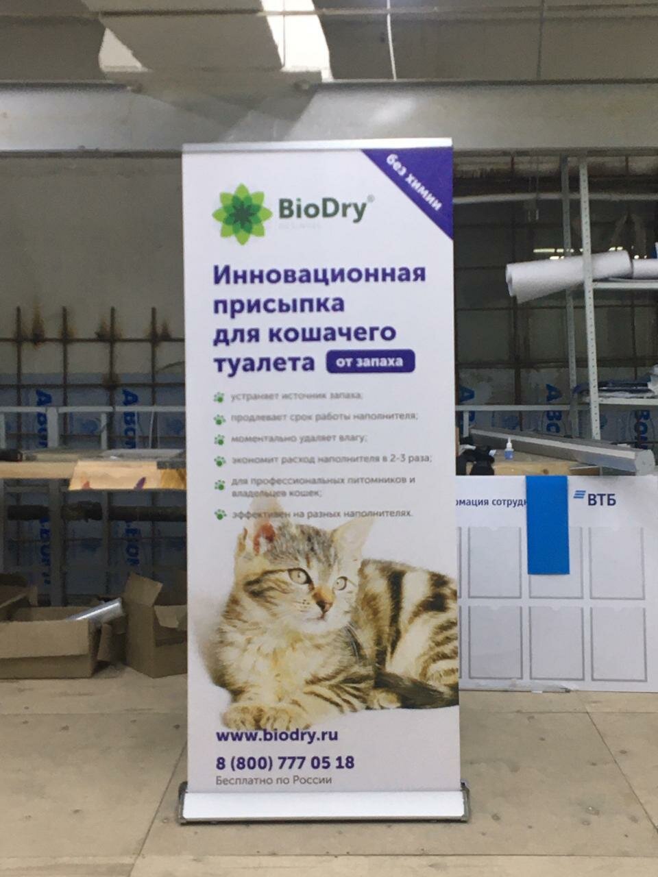 азиатская табби кошка полосатая, кот, домашние животные, cat, кошек