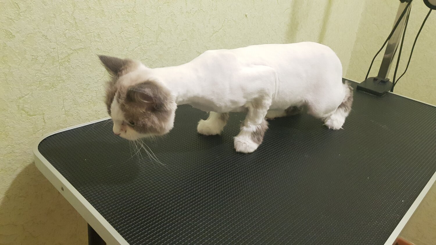 кошка, кошечка, кот, котэ, животное