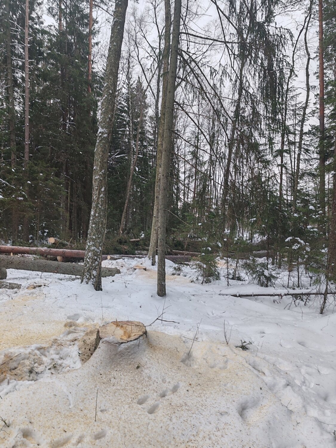 незаконная рубка березы, незаконная рубка, снег в лесу, трелевка леса, незаконная рубка лесных насаждений