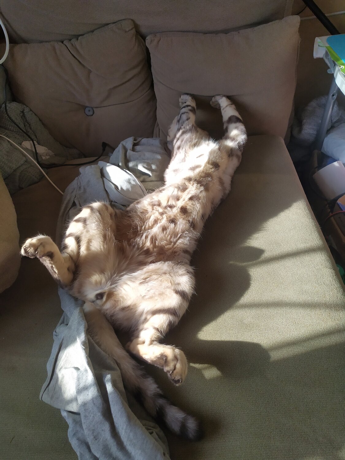 кот, котик, ленивые коты, котики утро, котик домашний