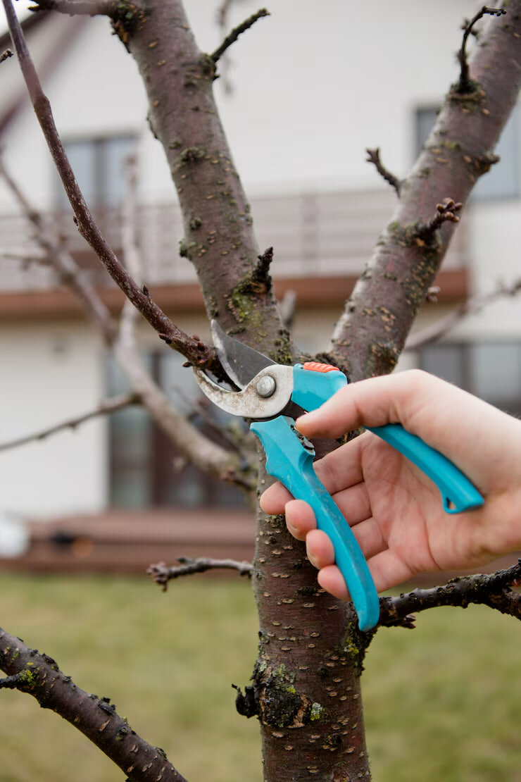 �������������� ���������������� ������������, tree pruning, �������������� ���������������� ����������������, �������������������� �������������� ����������������, ���������������� �������������� ���������������� ����������������