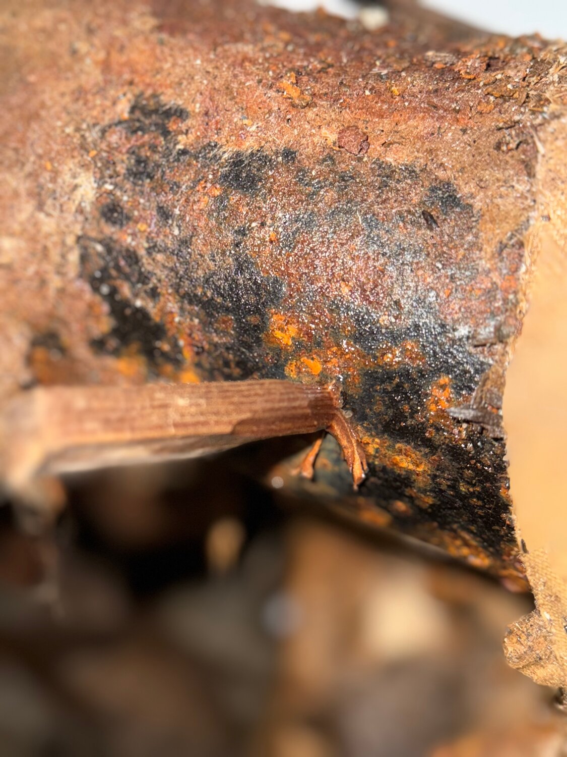 ���������������� ���� ��������������, phanerochaete chrysosporium, ���������������� ���� ��������������, ���������������� ��������, ���������������� ������������������������