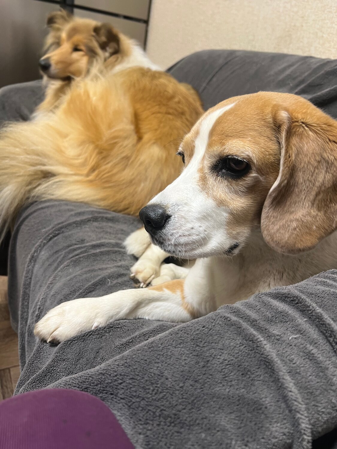 ���������� ������������, ����������, dog beagle, ���������� �� ��������, ������������