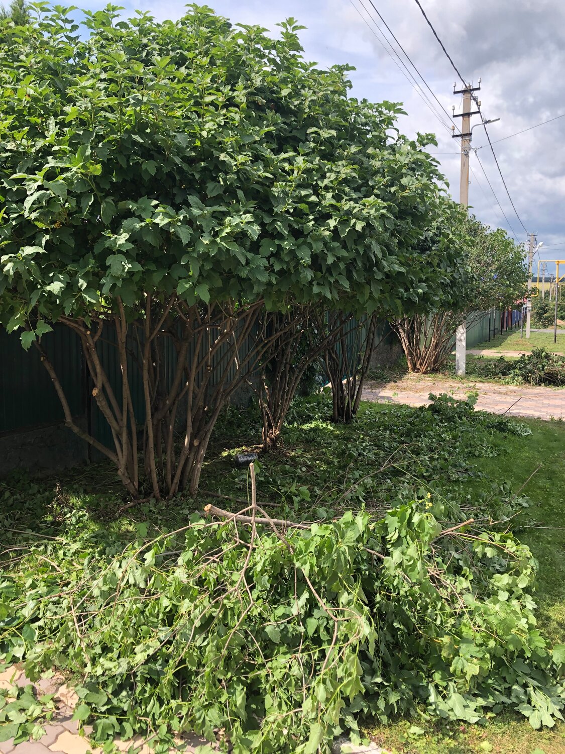 ����������������, trees for sale, ������������������, fig tree, ������������������������ ������������������