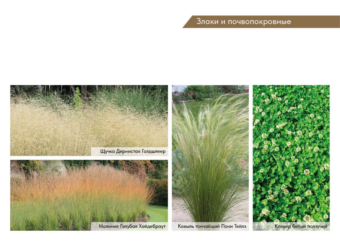 ������������ ������������������ pony tails, ������������ stipa tenuissima, stipa tenuissima, ������������ ������������������ ponytails, ������������ ������������������