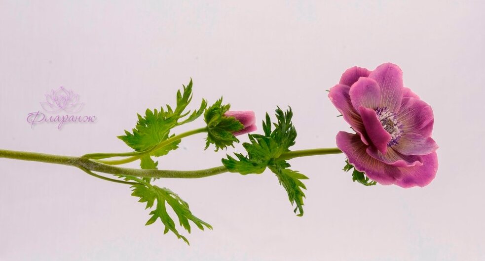 чашелистик анемона, герань, цветок искусственный, анемон, анемон тычинки