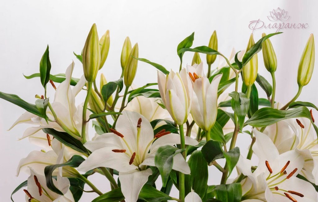 лилия монтенеу восточная, лилии, букет лилий, лилия ор юниверс, лилия восточная уайт (lilium oriental white)