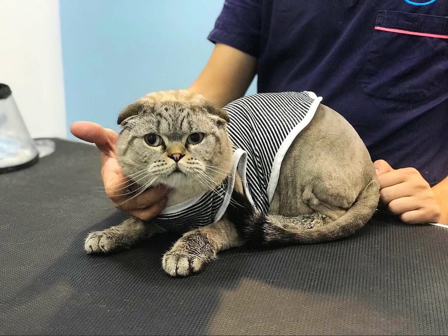 шотландская вислоухая кошка, котик, кота, кошечка, кошка