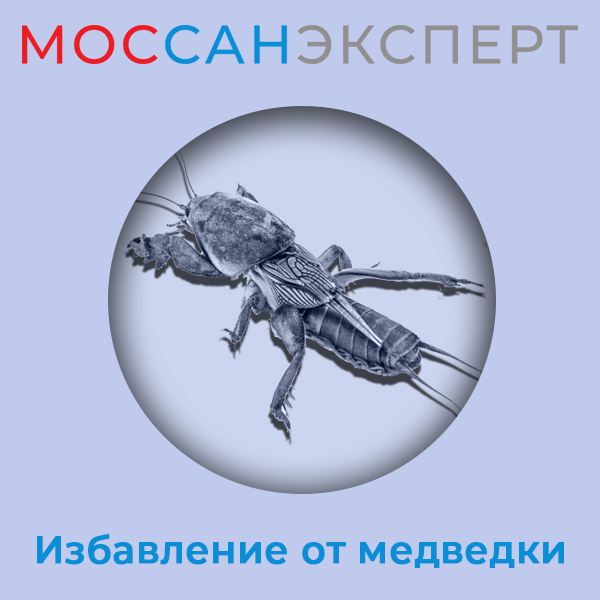 насекомые, медведка насекомое рисунок, беспозвоночные животные, рак паук, паукообразные