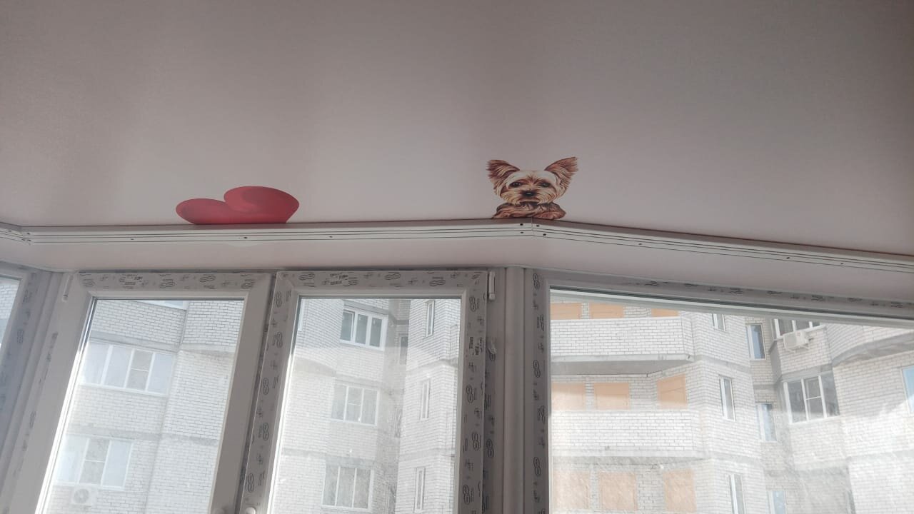кошка сервал, установка карниза для штор, кот в натяжном потолке, потолочные карнизы, карнизы для штор