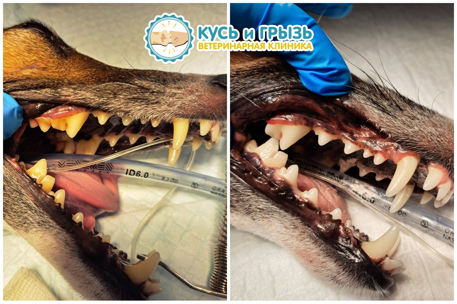 ���������������������������� ������������ ���������� ������������, dog teeth cleaning, ������������ ���������� �� ����������, ������ ������������, canine tooth